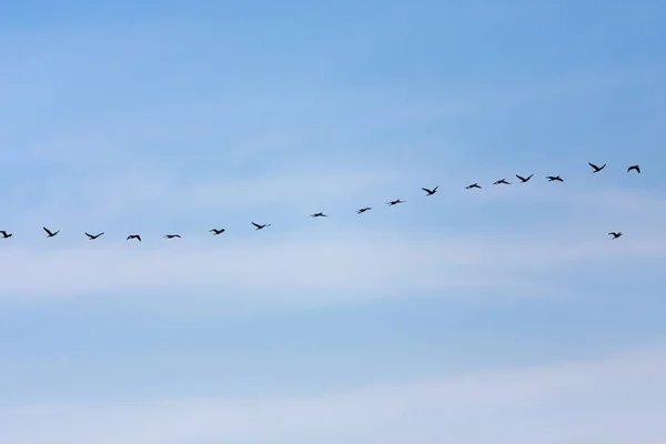 Skupina Bigua letící v řadě — Stock fotografie