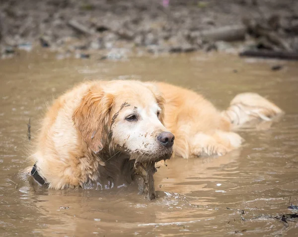 Golden retriever cooling off in a mud puddle after playing fetch — Stock Photo, Image