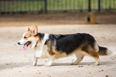 Galler corgi pembroke Galler'e özgü köpek bir cins