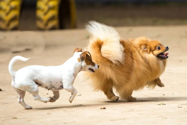 Pomeranian Lulu bir köpek itleri ile oynuyor — Stok fotoğraf