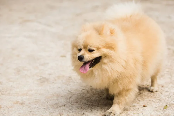 Spitz Ist Eine Dem Wolf Ähnliche Hunderasse Die Sich Durch — Stockfoto