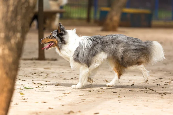 Il cane da pastore delle Shetland — Foto Stock