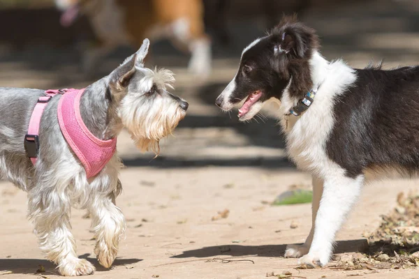 Standar Schnauzer Wajah untuk menghadapi Shetland Shepherd — Stok Foto