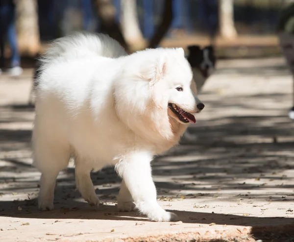Japanska Spitz är en ras av Spitz hundar från Japan — Stockfoto
