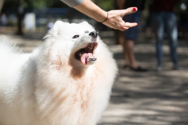 Japanese Spitz is a breed of spitz dogs from Japan — Stock Photo, Image