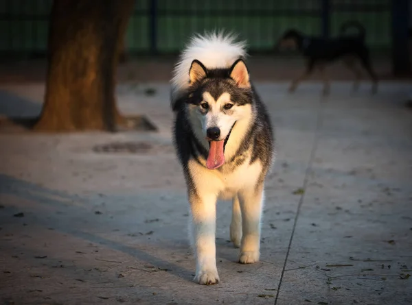 Krásný sibiřský husky — Stock fotografie