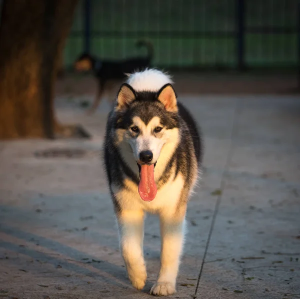 Sibiřský husky — Stock fotografie