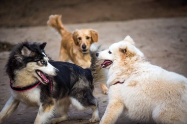 Bir köpek parkında oynayan farklı ırklardan üç köpek