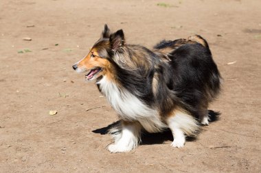 Shetland Çoban Köpeği aslında bir Rough Collie daha küçük bir sürümüdür