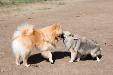 Cüce Alman Spitz, pomeranya lulu olarak da bilinir