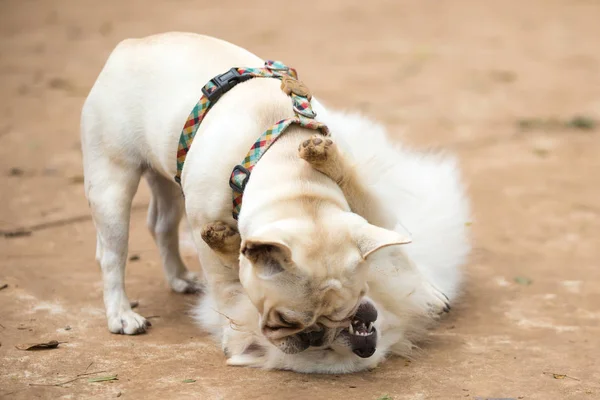 Bulldog Perancis dan Lulu Pomeranian bermain di Thre Park — Stok Foto