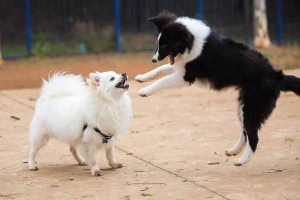 Bir Zwergspitz ve bir Shetland Çoban Köpeği parkta oynuyor — Stok fotoğraf