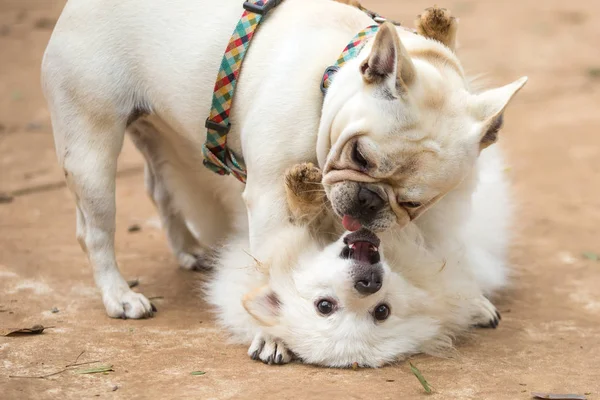 Fransız Bulldog ve bir Pomeranian Lulu thre parkta oynuyor — Stok fotoğraf
