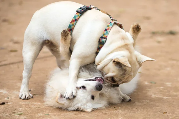Den franske Bulldog og en pommersk Lulu spiller i thre park - Stock-foto