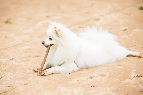 Vit Pomeranian Lulu leker med en pinne — Stockfoto