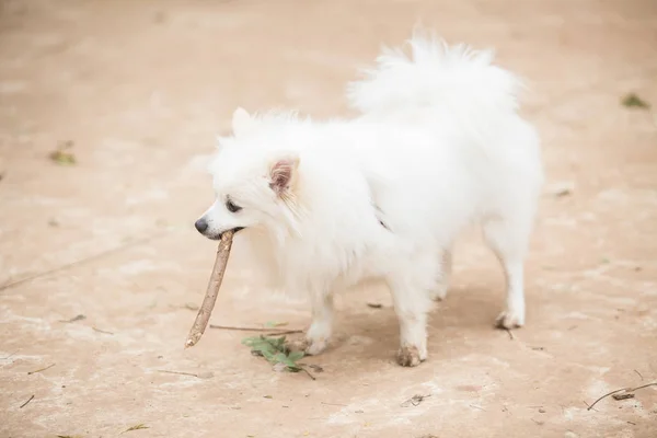 Vit Pomeranian Lulu leker med en pinne — Stockfoto