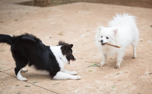 Beyaz Pomeranian Lulu bir sopa ile oynuyor — Stok fotoğraf