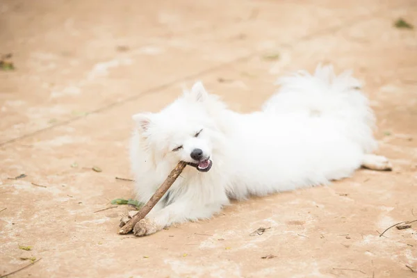 White Pomeranian Lulu playing with a stick — Stock Photo, Image