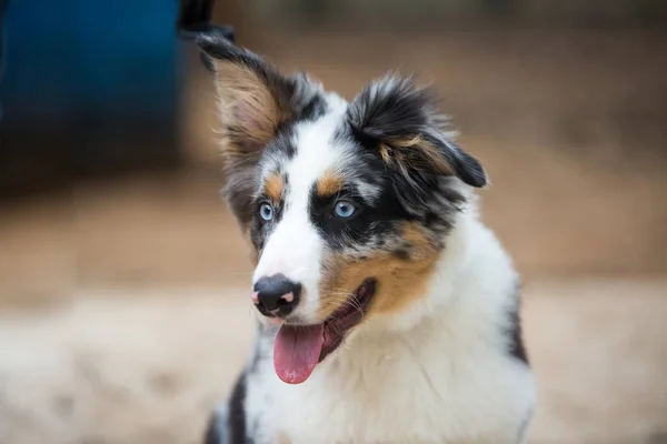 Bir Avustralya çoban köpeği portresi — Stok fotoğraf