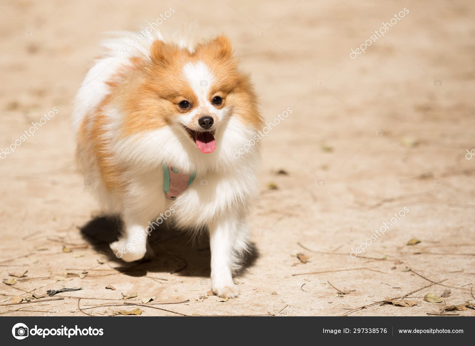 Lulu da Pomerânia, Spitz — Foto © willbrasil21 #297338576