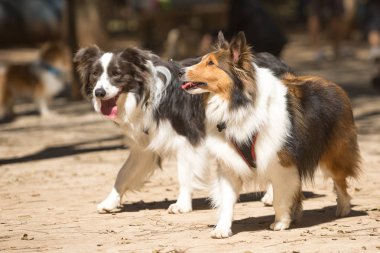 Bir Border Collie ve bir Shetland Shepherd bir parkta yürüyüş