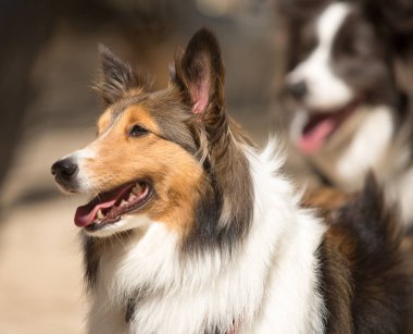 Bir Kaba Collie-Shetland çoban köpeği