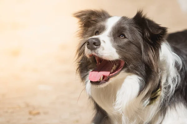 Bir çoban köpeğinin portresi — Stok fotoğraf