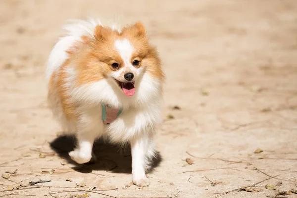 Pommerscher Lulu, Spitzspitz — Stockfoto