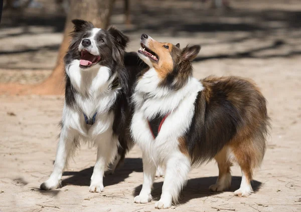 Bir Border Collie ve bir Shetland Shepherd bir parkta yürüyüş — Stok fotoğraf