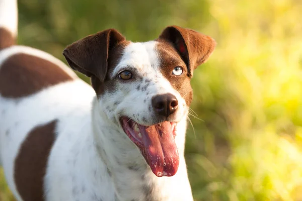 Portrait of a merle dog