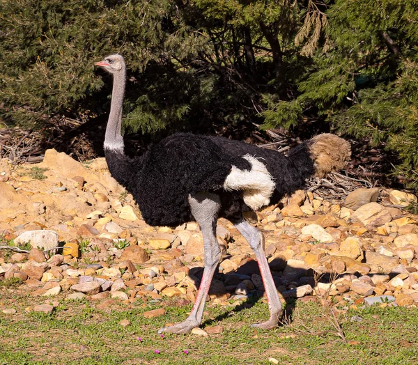 Male Ostrich walking in the savannah of South Africa — Stock Photo, Image