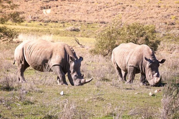 Kilka Rhinos karmienia w sawannie — Zdjęcie stockowe