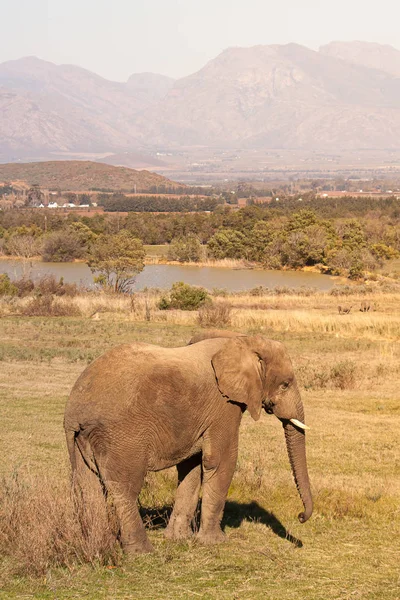 Młode słoń karmienia w pobliżu cywilizacji w RPA — Zdjęcie stockowe