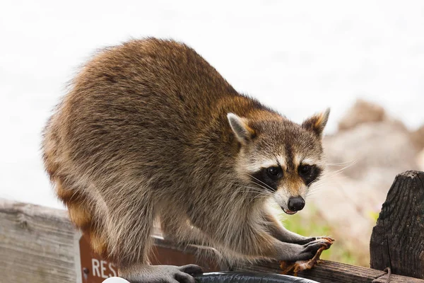 Raccoon letar efter mat i papperskorgen — Stockfoto