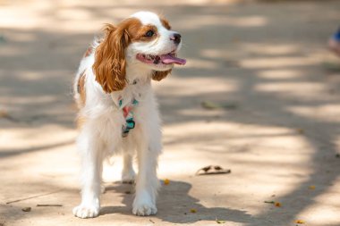 Şövalye Kral Charles Spaniel