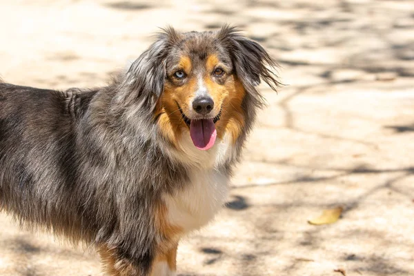 Merle Australian Shepherd 'ın portresi 
