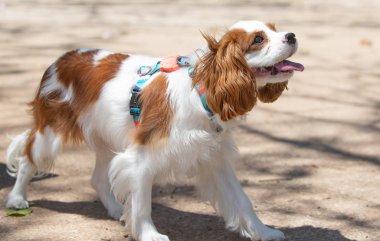 Küçük bir dişi Cavalier kralı Charles Spaniel