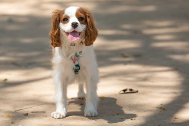 Şövalye Kral Charles Spaniel