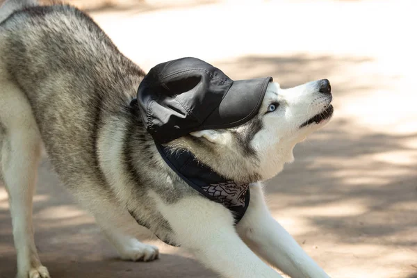 Portrait of a Siberian Husky with a cap on his head — Stock Photo, Image