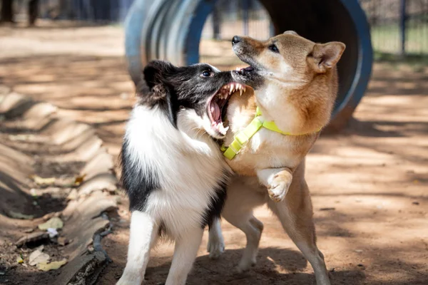 Parkta oynayan iki köpek ama bu kavgaya benziyor. — Stok fotoğraf
