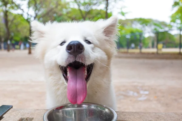 Samoyed cachorro beber agua después de jugar —  Fotos de Stock