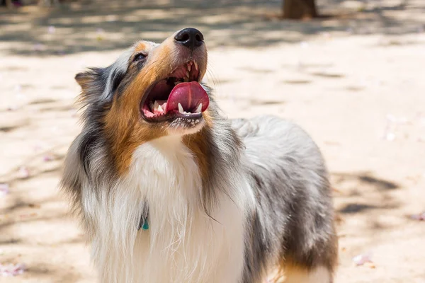 Portrét hrubého Collie-Shetlandského psa — Stock fotografie