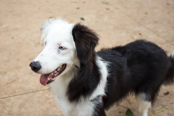 Mavi gözlü siyah beyaz bir Collie 'nin portresi. — Stok fotoğraf