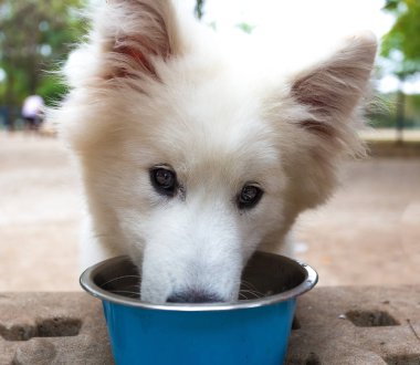 Samoyed köpek yavrusu parkta su içiyor.