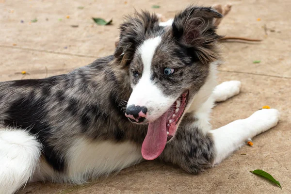 Border Collie puppy resting after playing