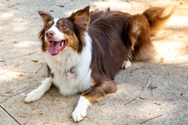 Kahverengi ve beyaz Border Collie bir sonraki şakaya dikkat ediyor..
