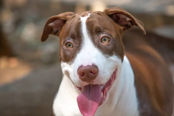 Kadın Bir Terrier Pitbull Portresi — Stok fotoğraf