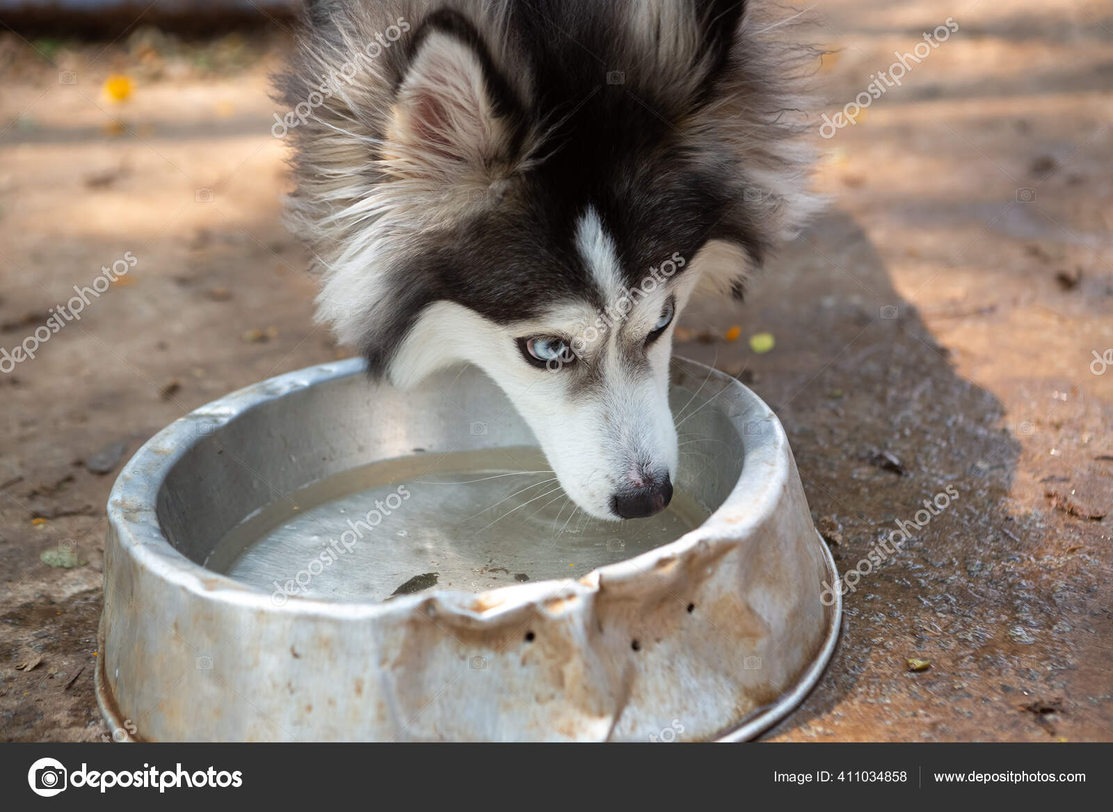 Husky drinking cheap water