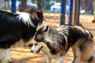 Pomsky parkta bir Shetland çobanıyla oynuyor..