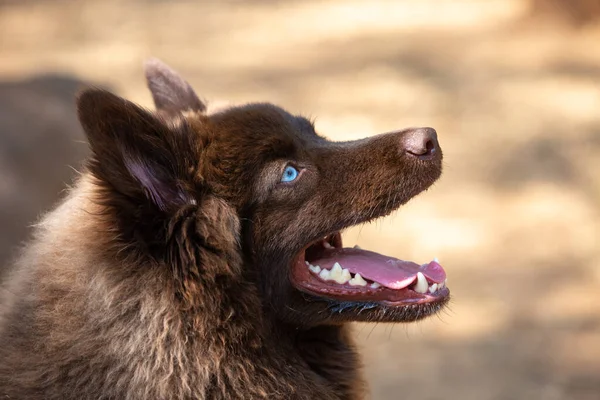 Açık havada oynayan mavi gözlü kahverengi bir Pomsky portresi..
